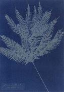 Anna Atkins Gleichenia flabellata oil